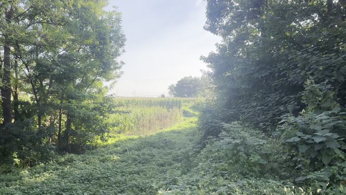 乡野远眺玉米田地风景