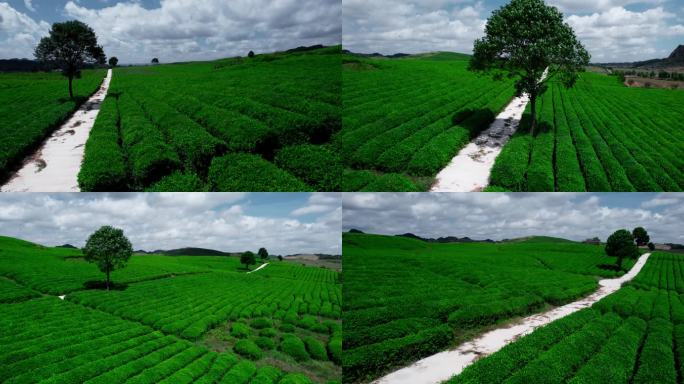 4k 茶园茶山