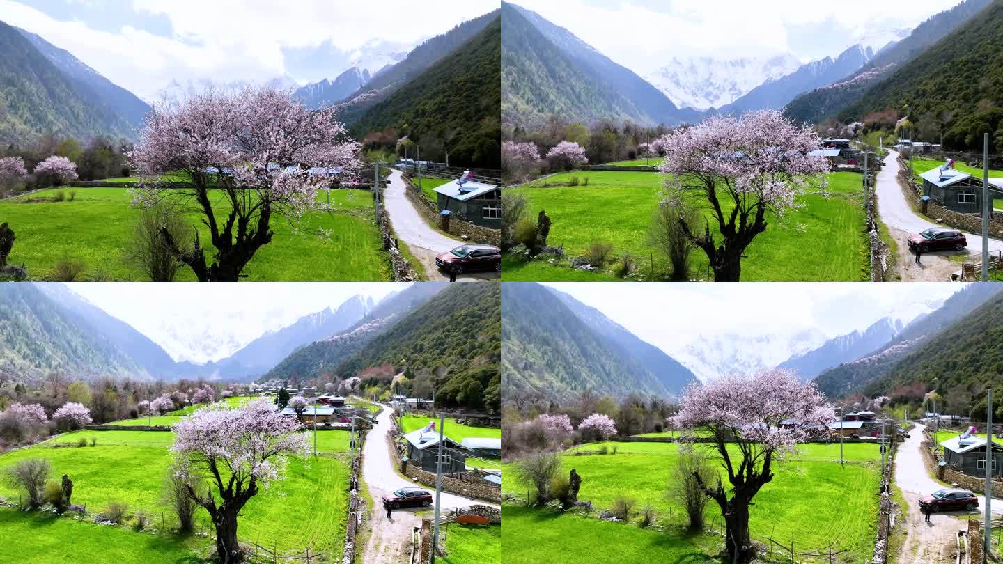 西藏大峡谷索松村桃花