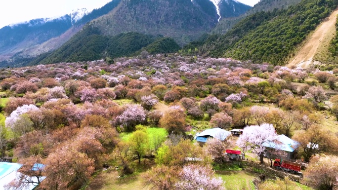 西藏林芝桃花游记-大峡谷索松村桃花