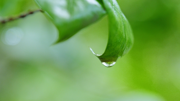 叶子上的雨滴， 谷雨雨水节气