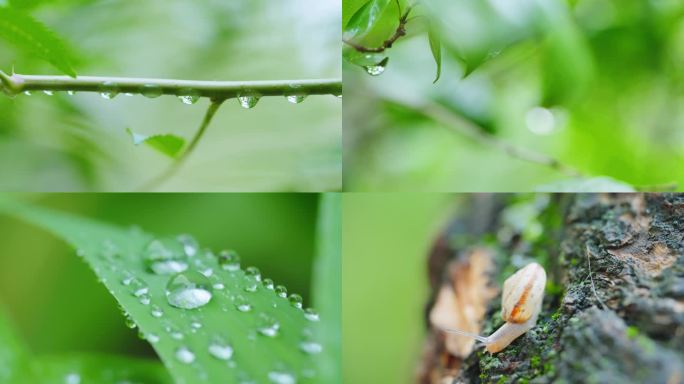 叶子上的雨滴， 谷雨雨水节气