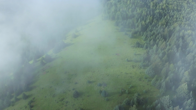 云雾缭绕的森林