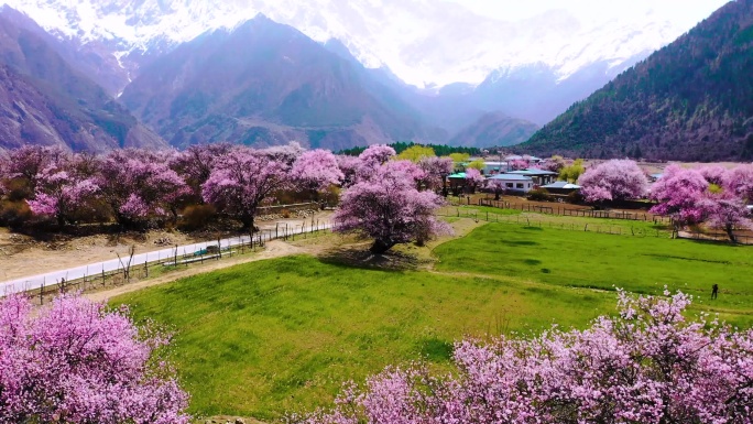 西藏林芝桃花游记-大峡谷索松村桃花