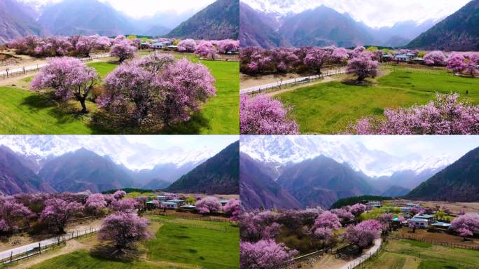 西藏林芝桃花游记-大峡谷索松村桃花