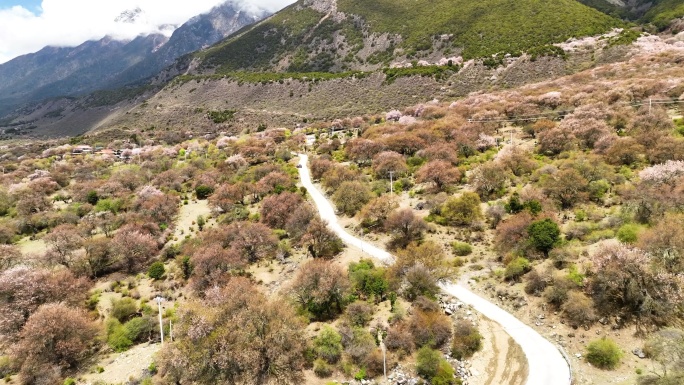 西藏林芝桃花游记-大峡谷索松村桃花