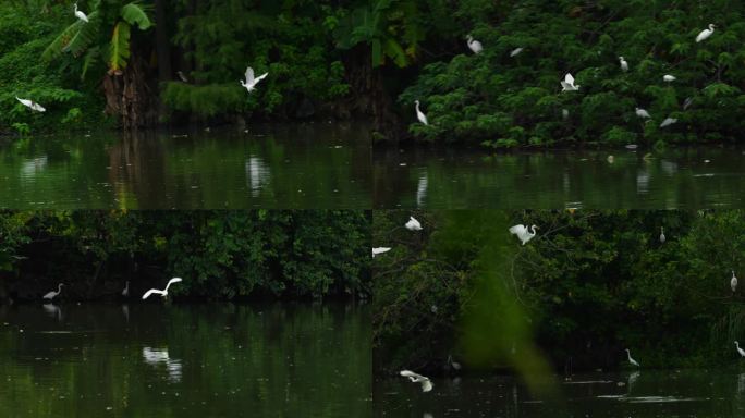 湖中飞舞的白鹭