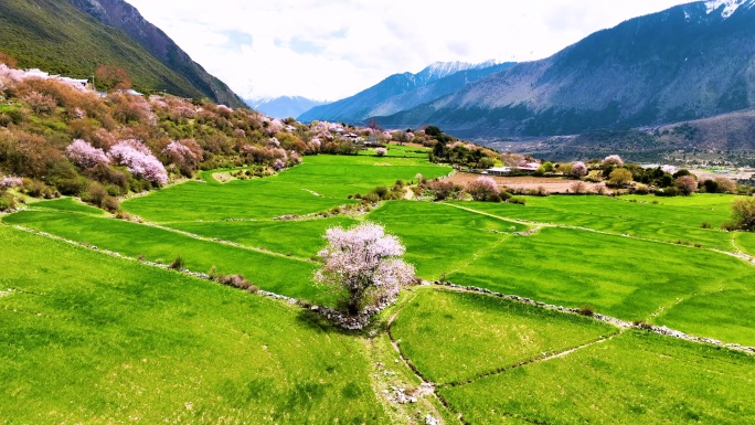 西藏林芝桃花游记-大峡谷索松村桃花