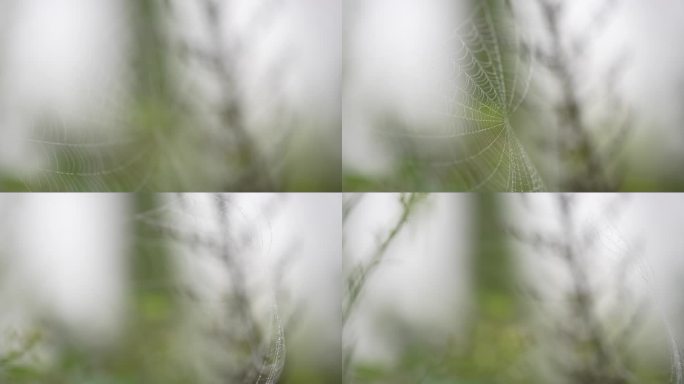 野外小草雨天雨雾蜘蛛网实拍原素材