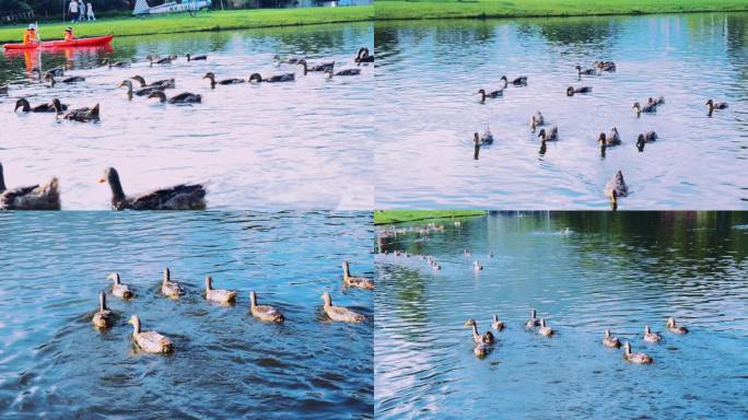 唯美诗意生态人文公园里的鸭子游泳升格视频