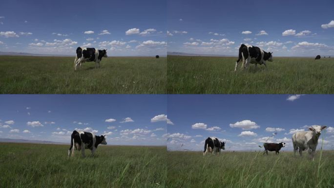 草地上奔跑的奶牛4K