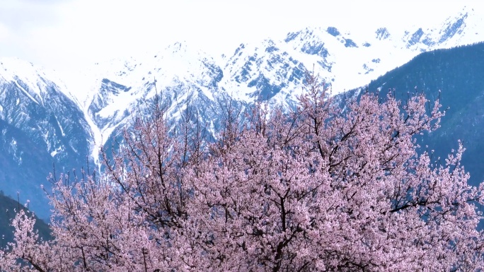 西藏林芝索松村桃花