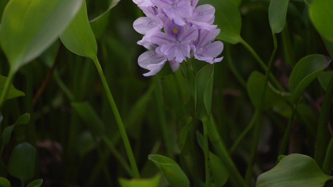 江南水塘成片水葫芦开花特写实拍原素材