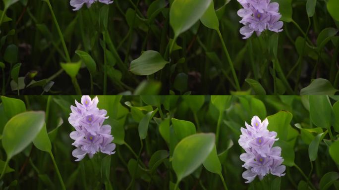 江南水塘成片水葫芦开花特写实拍原素材