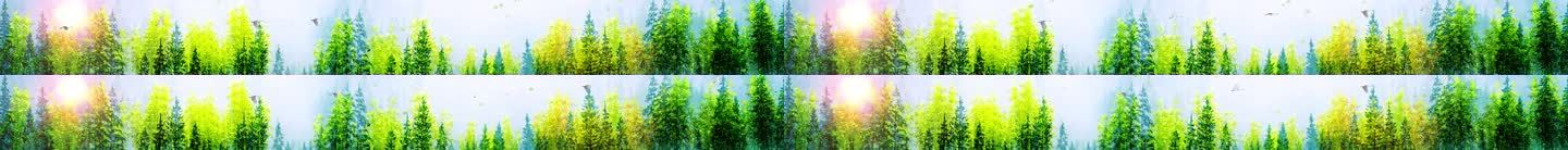15K唯美树林 风景如画 唯美背景视频