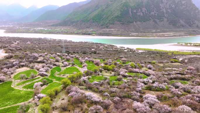 西藏林芝桃花游记-大峡谷索松村桃花