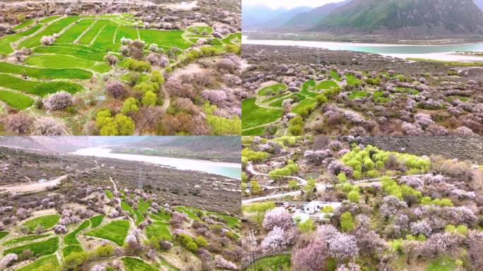 西藏林芝桃花游记-大峡谷索松村桃花