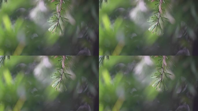 森林树叶松针雪松唯美特写实拍原素材