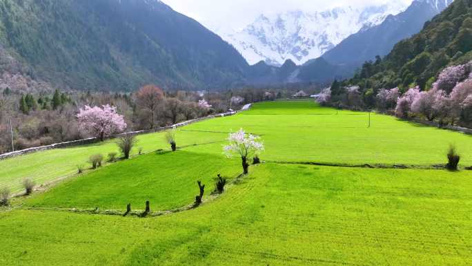 西藏大峡谷索松村桃花