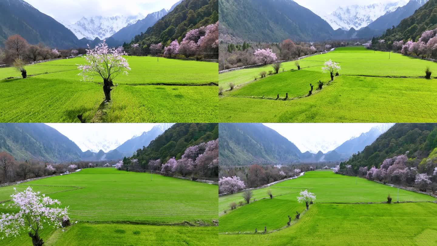 西藏大峡谷索松村桃花