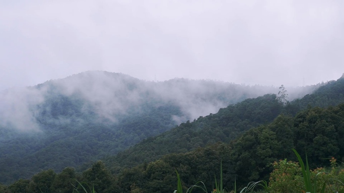 大雾天气野外山中迷雾神秘感孤独感素材