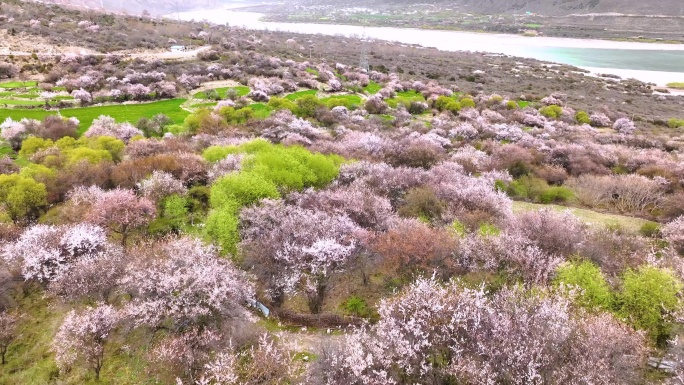 西藏林芝桃花游记-大峡谷索松村桃花