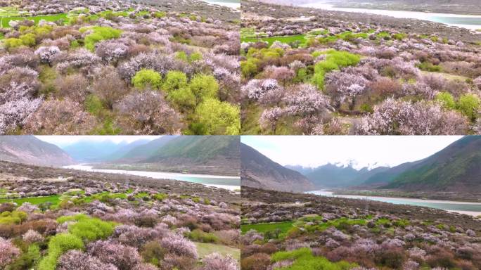 西藏林芝桃花游记-大峡谷索松村桃花