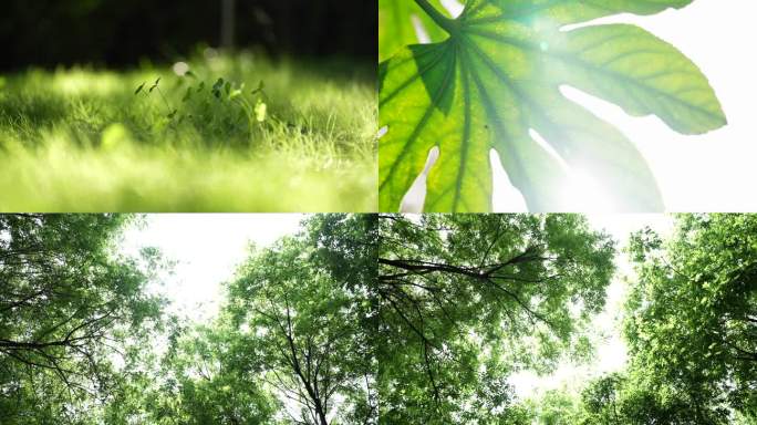 绿色阳光树木4K