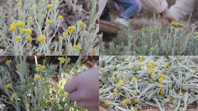 鼠曲草 清明草 鼠麴草 鼠耳草