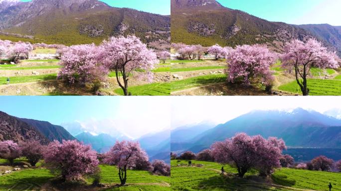 西藏林芝桃花游记-大峡谷索松村桃花