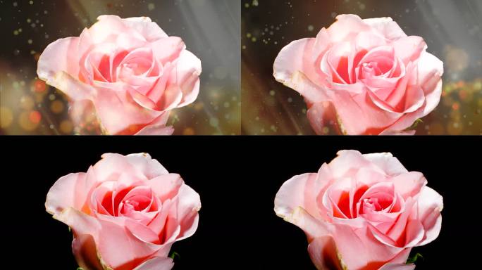 玫瑰延时 开花延时 花开延时 粉色玫瑰