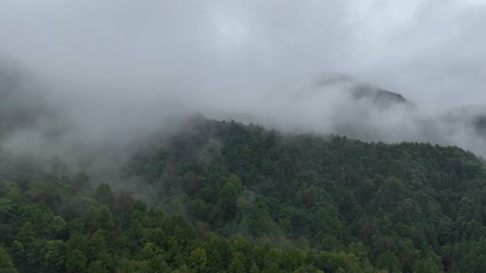 雨后山林森林树林晨雾青山环境森林生态氧吧