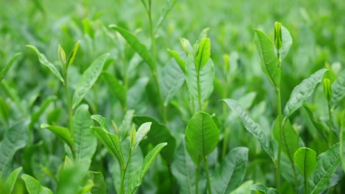 茶树茶经茶道茶芽