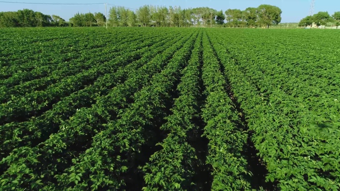 【4K】航拍张北万亩土豆种植基地