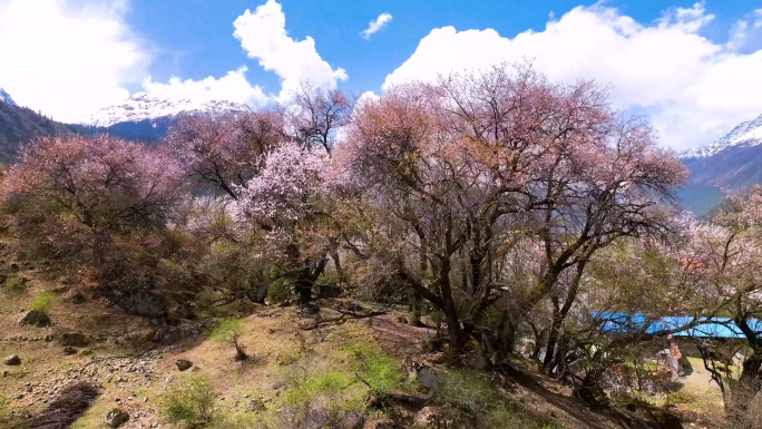 西藏林芝桃花游记-大峡谷索松村桃花