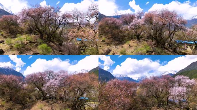 西藏林芝桃花游记-大峡谷索松村桃花