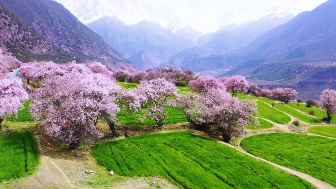 西藏林芝桃花游记-大峡谷索松村桃花