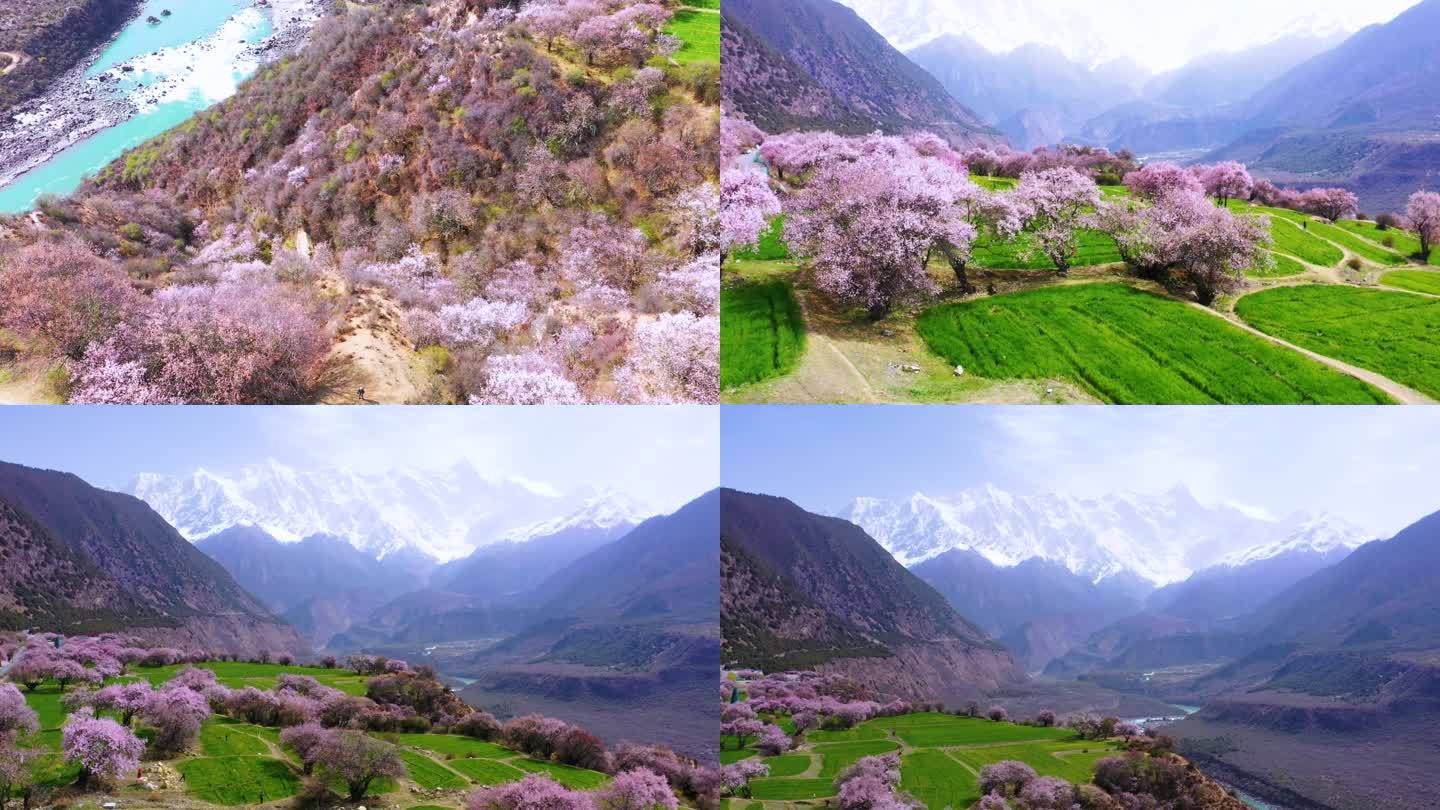 西藏林芝桃花游记-大峡谷索松村桃花