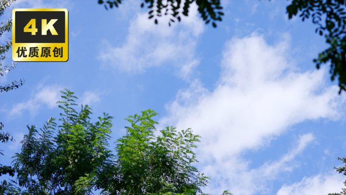 蓝天白云小清新空镜 夏季生机勃勃植物绿叶