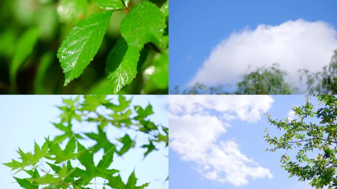 蓝天白云小清新空镜 夏季生机勃勃植物绿叶