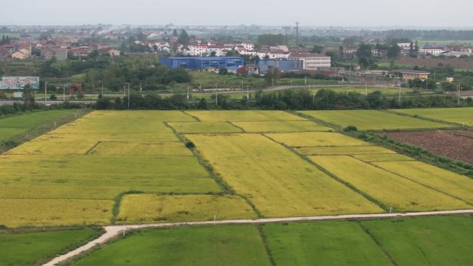 武汉江夏法泗八塘村的秋天乡村稻田航拍风景