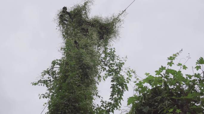 爬满植物的电线杆