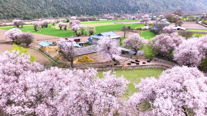 西藏大峡谷索松村桃花