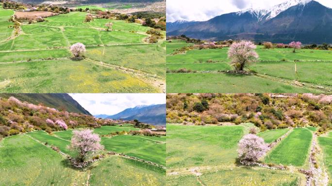 西藏林芝桃花游记-大峡谷索松村桃花