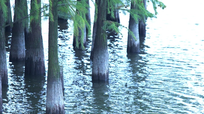 白鹭原水中树木拍摄 水中树林 z
