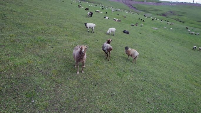 新疆草原牛羊成群2