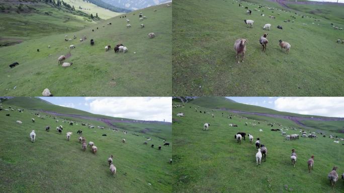 新疆草原牛羊成群2