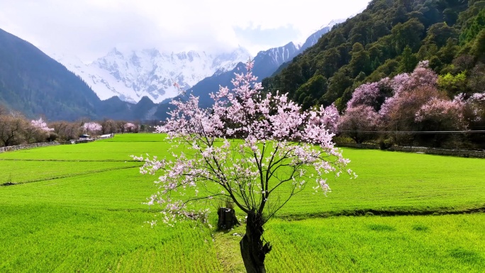 西藏大峡谷索松村桃花