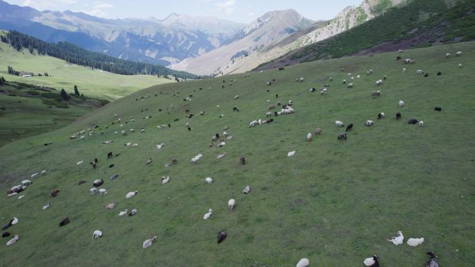 新疆草原牛羊成群1