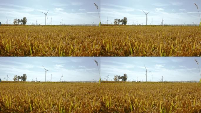 风力发电机和水稻田